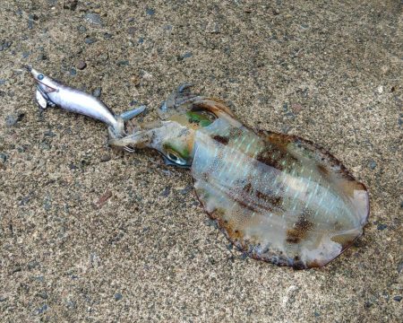 越前エギング 波が…風が…